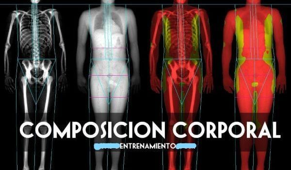 body composition
