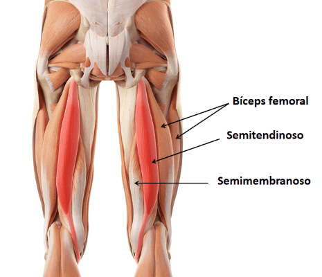 Hamstring Injuries